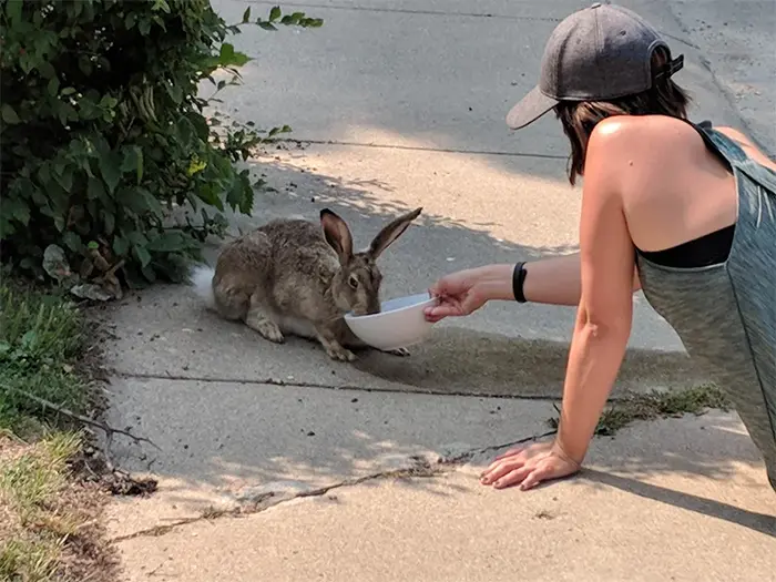 summer heatwaves thirsty wild jackrabbit