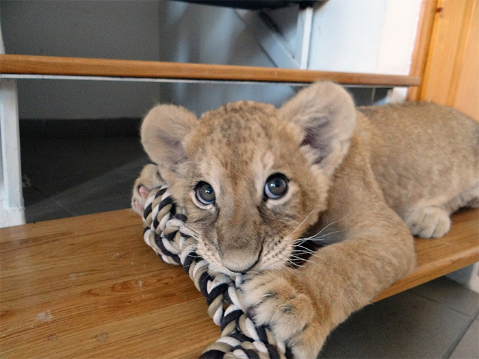 tiny lion cub at the vet