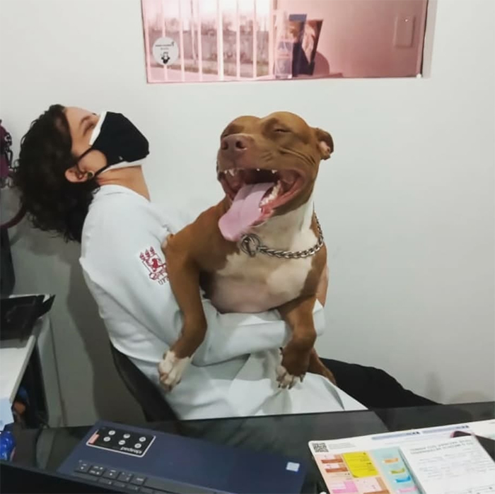 vet having a laugh with female pitbull