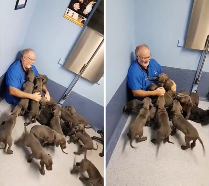 vet having fun with litter of great danes