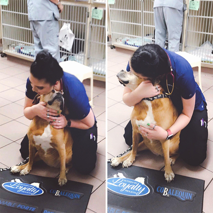 vet hugging dog after drawing blood