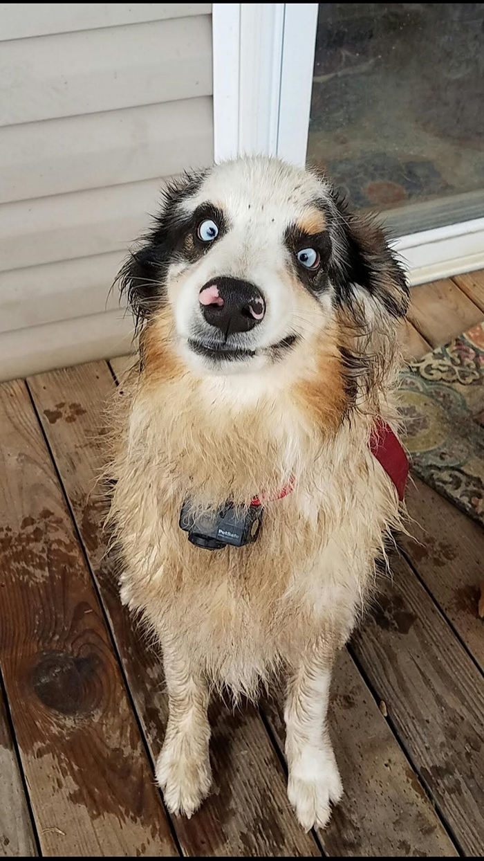 wet pup dorky face