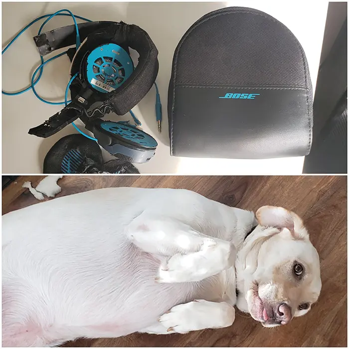 bose headphones destroyed by dog