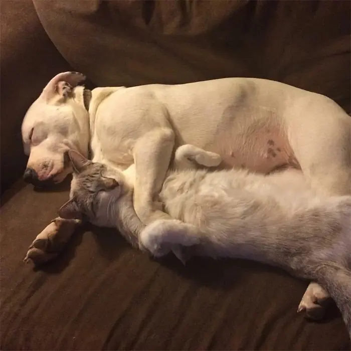 canine and feline cuddling sleeping