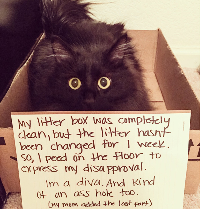 cat confession