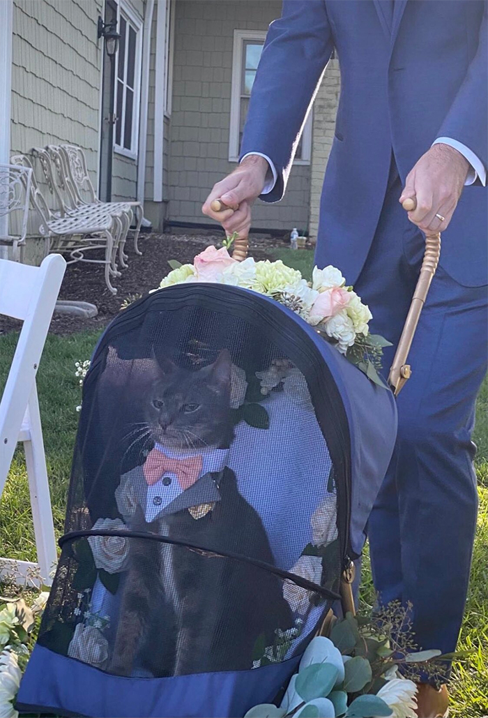 cat ring bearer in stroller