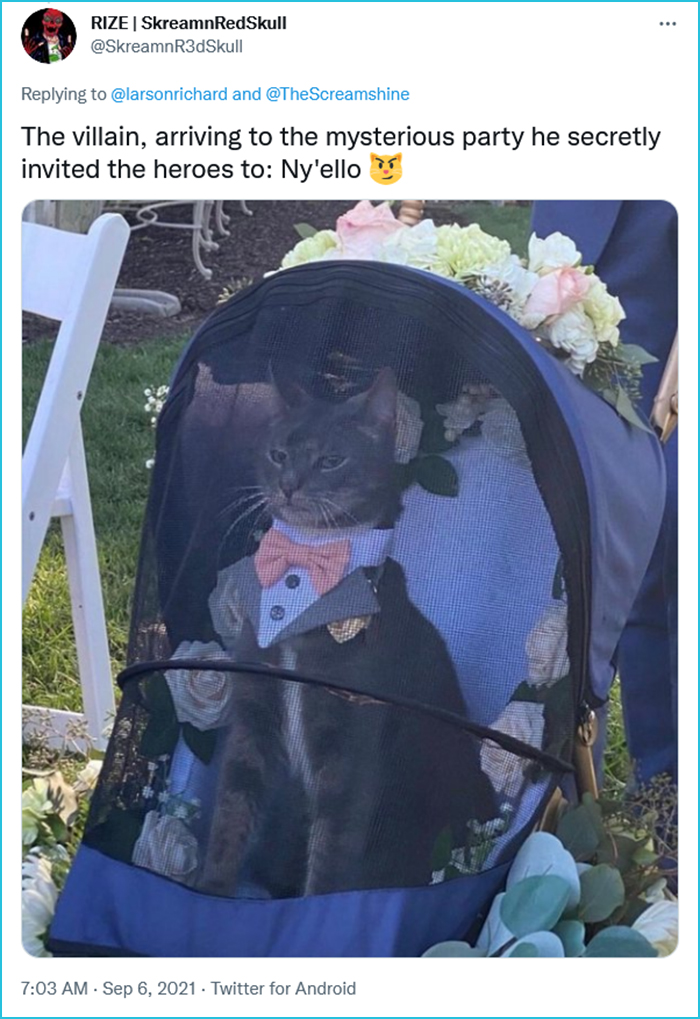 cat ring bearer kingly face meme