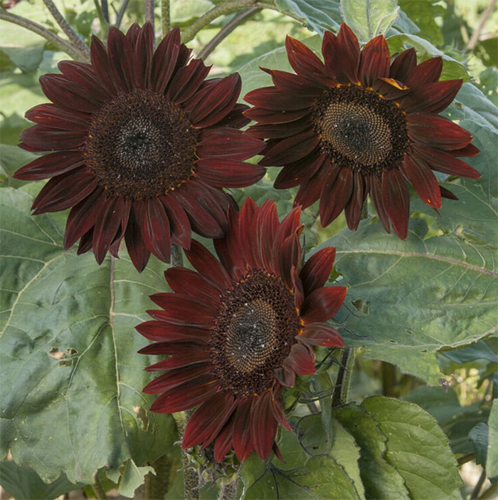 chocolate sunflowers brown petals