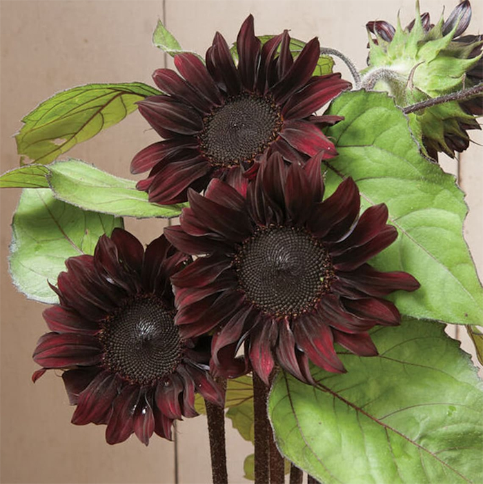 chocolate sunflowers burgundy petals