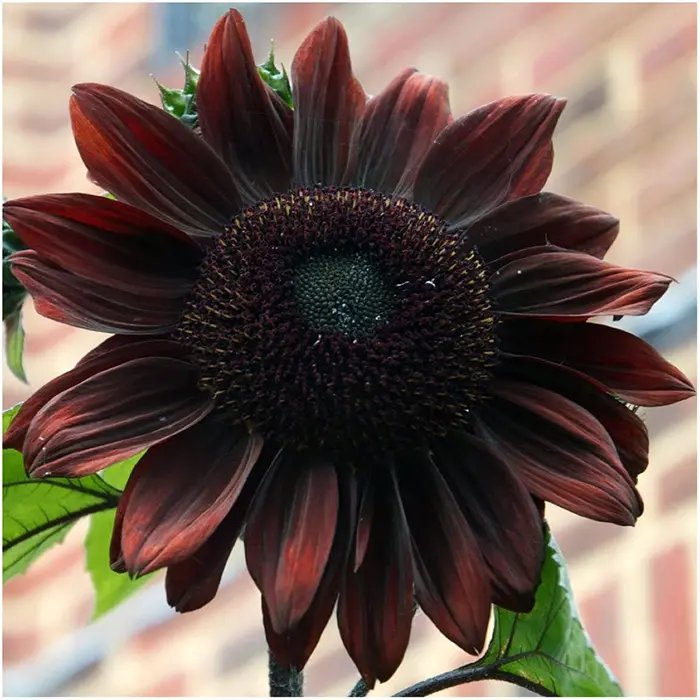 chocolate sunflowers