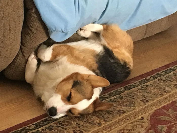 corgi pup napping in awkward position