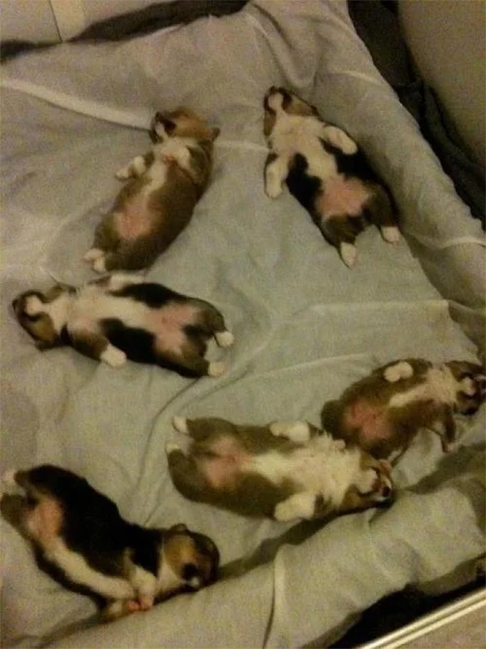 corgi puppies sleeping in weird positions