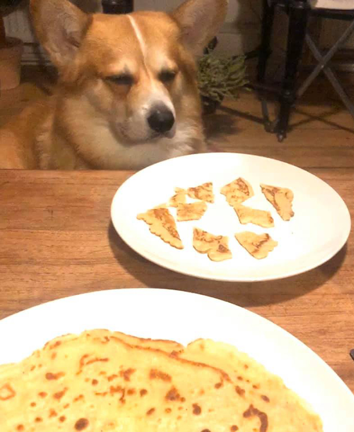 dog unhappy with food
