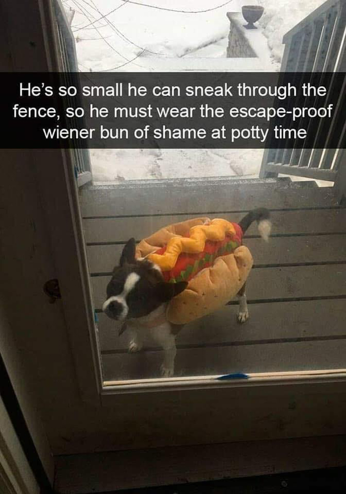 dog wiener bun