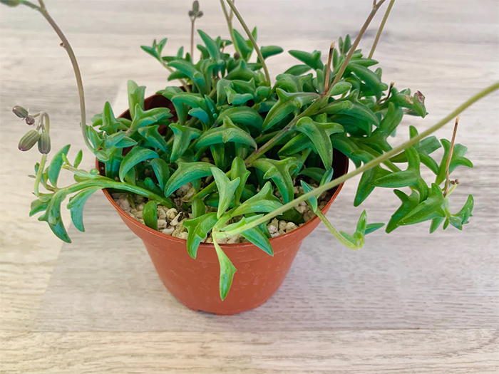 dolphin succulent plant