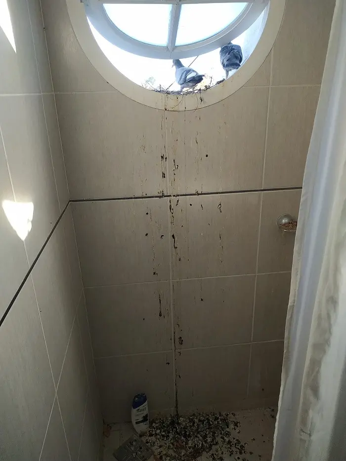 doves droppings in apartment bathroom
