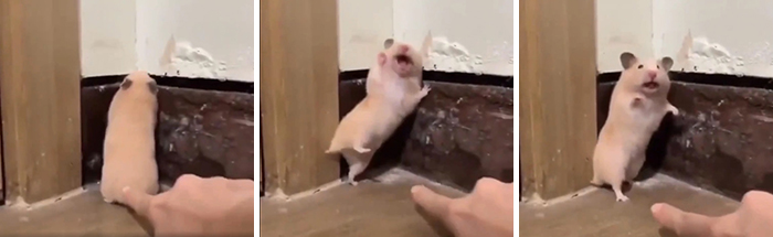 hamster startled by owner