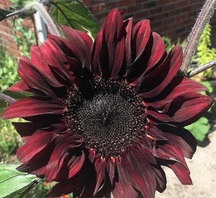 helianthus annuus brown colored hybrid