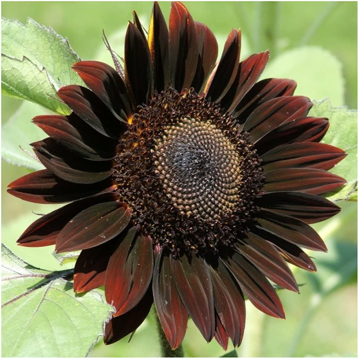 helianthus annuus dark colored hybrid