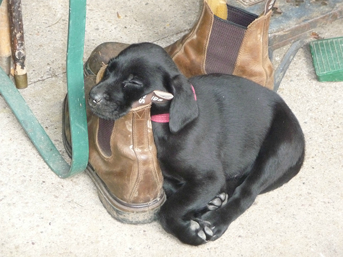 lab puppy napping on workboots