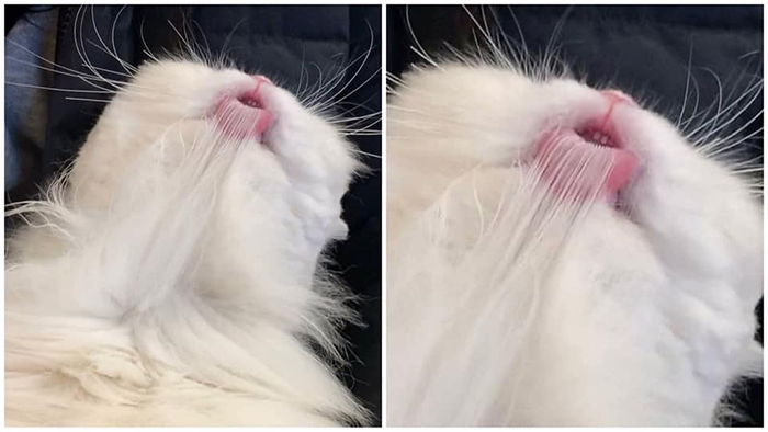 pet cat grooming teefies