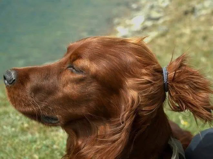 pet dog with ponytail