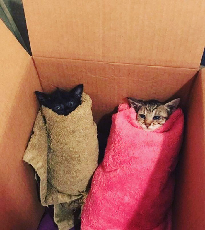 pet kittens wrapped in towels