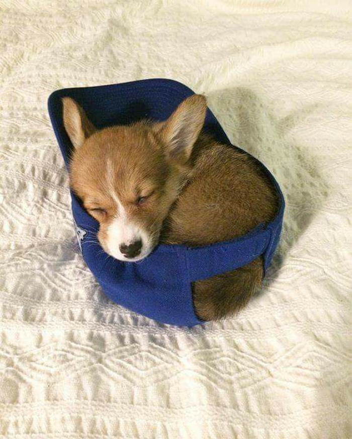 pup in a hat