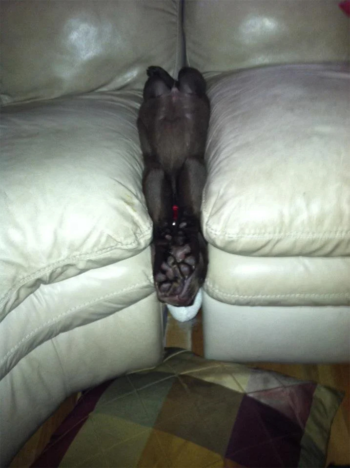 pup napping in between couch