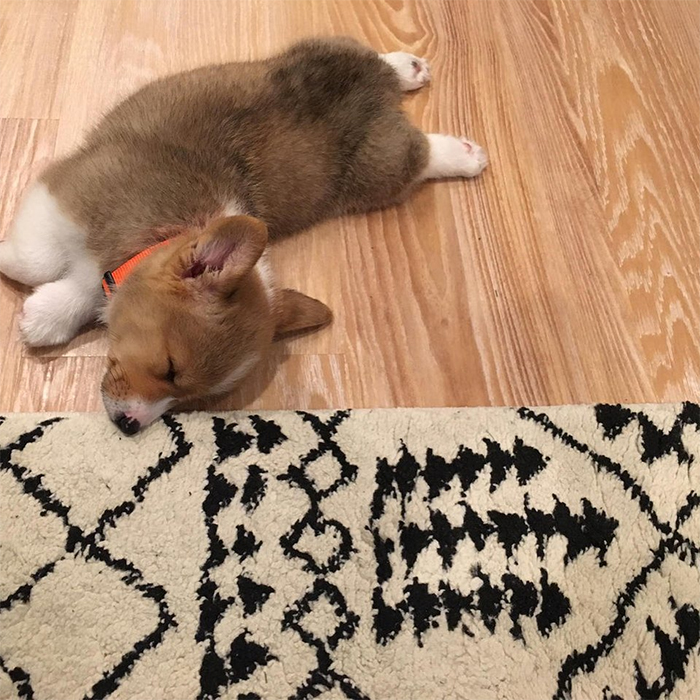 pup napping in diving position