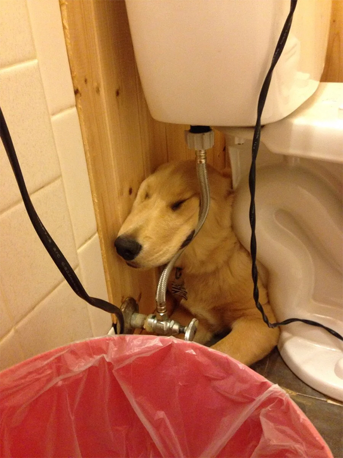 pup napping under the toilet