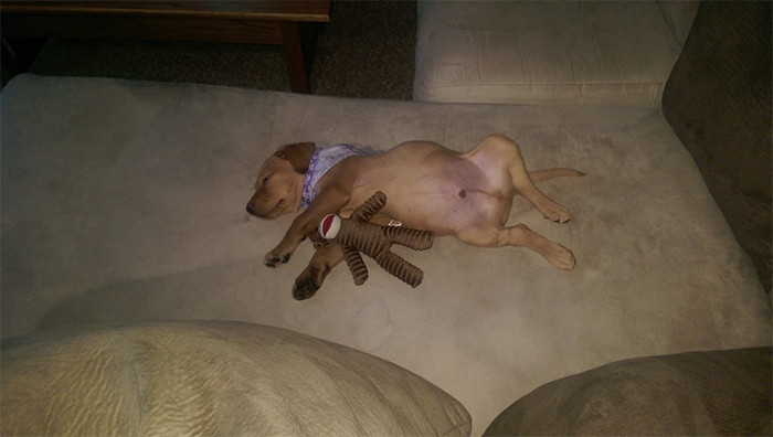 pup sleeps with toy