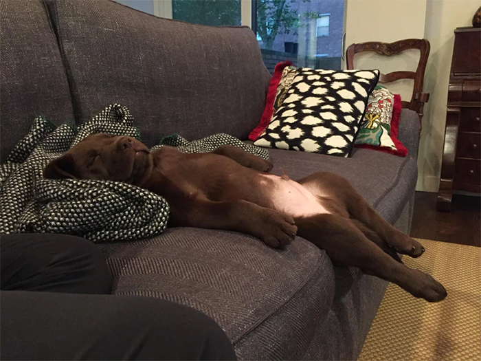 pupper napping on the couch