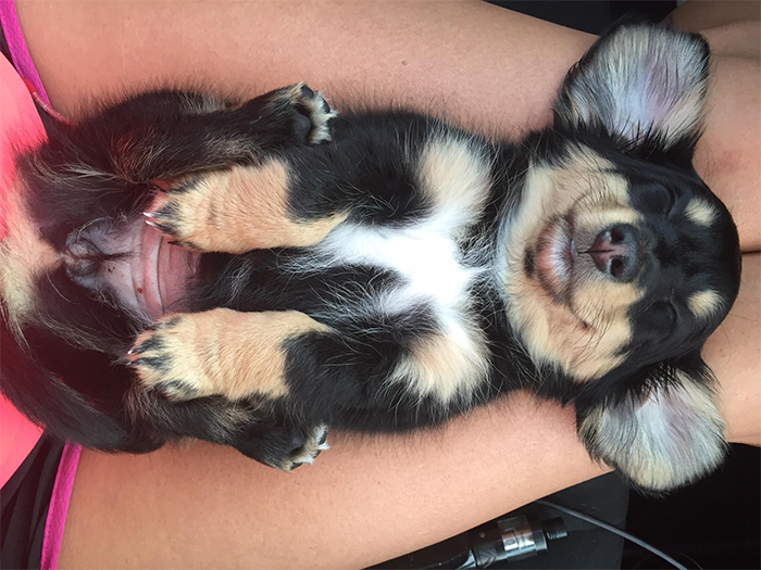 puppies sleeping in cute positions