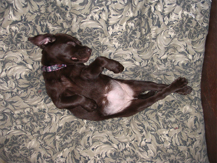 puppies sleeping in funny positions graceful