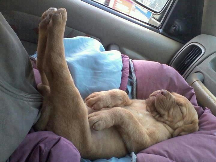 puppies sleeping in funny positions