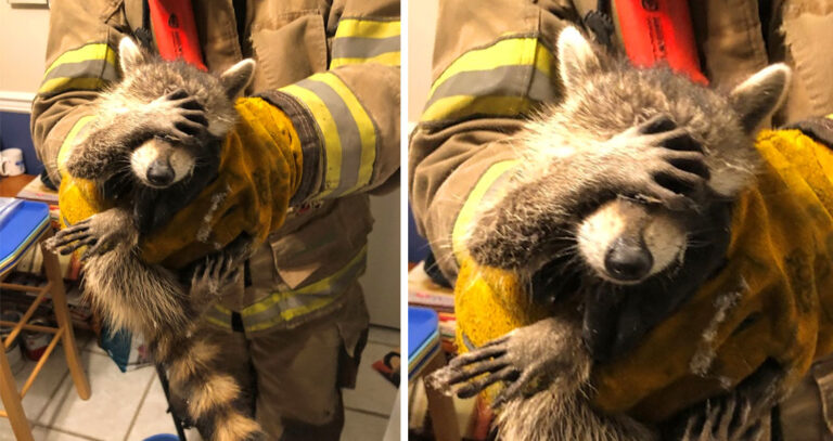 rescued raccoon
