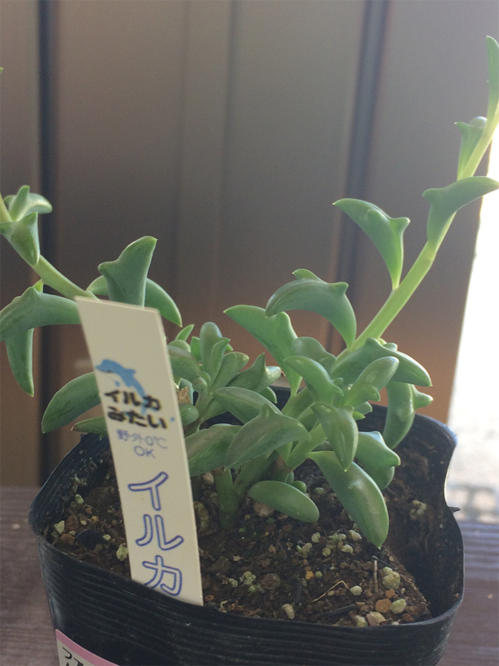 senecio peregrinus dolphin succulent