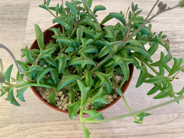 senecio peregrinus string of dolphins succulent