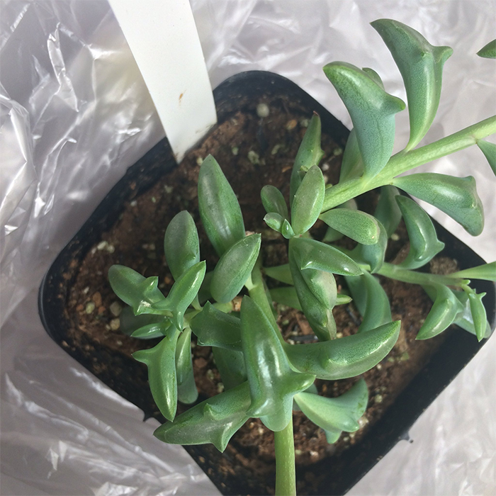 senecio peregrinus string of dolphins