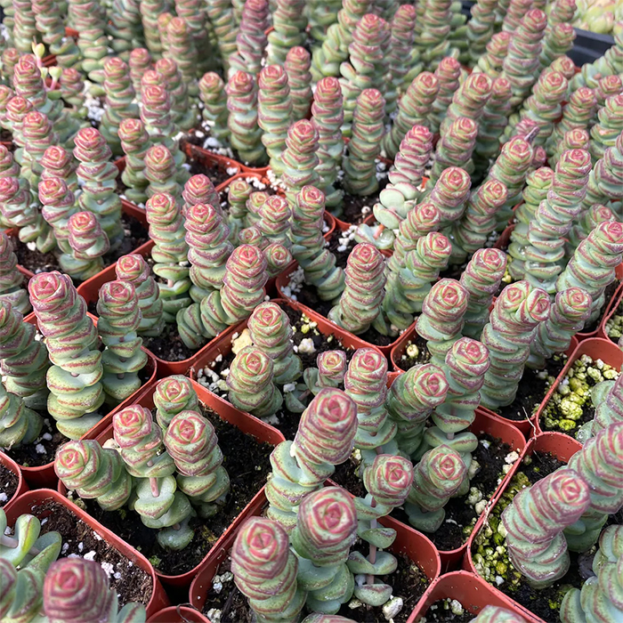 string of buttons succulent houseplants