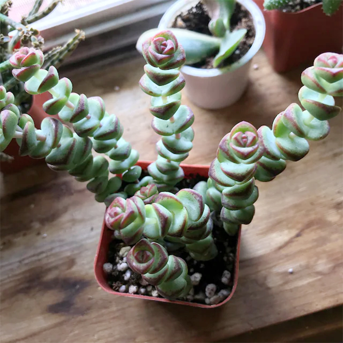 string of buttons succulent potted plants