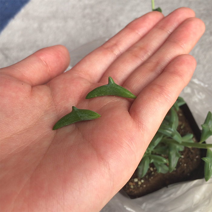 succulent dolphin-shaped leaves