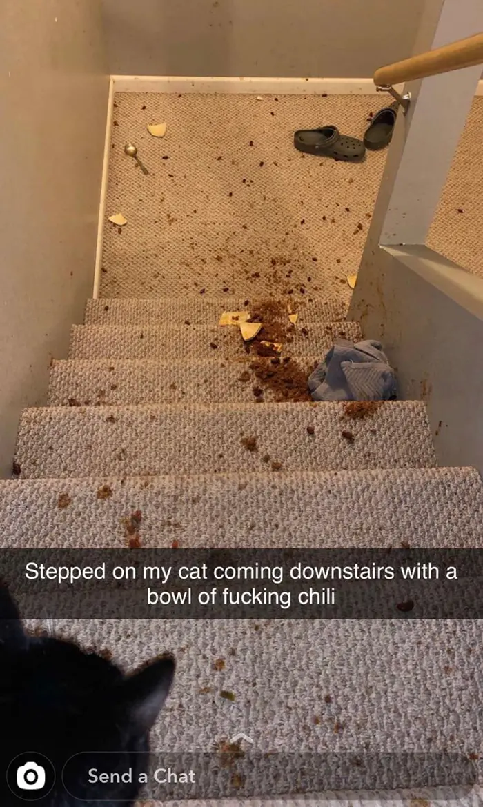 things gone wrong stepped on cat while coming downstairs