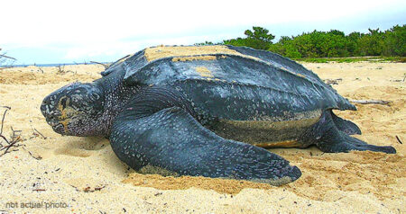 worlds biggest sea turtle