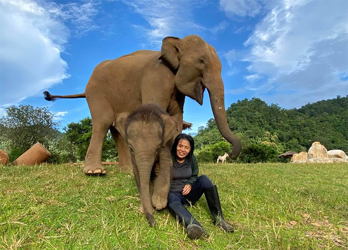 baby elephant chaba and mom bunma with caretaker