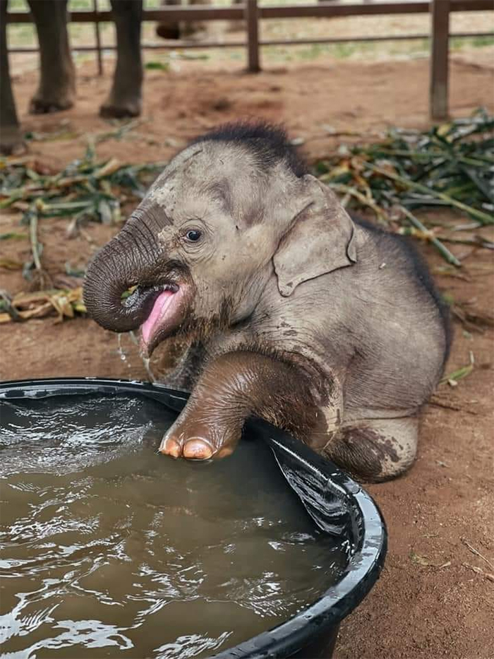 baby elephant first bath