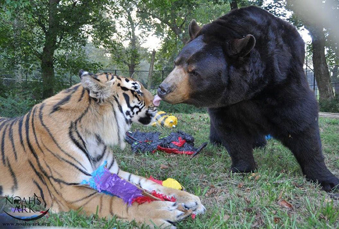 bear lion tiger friendship