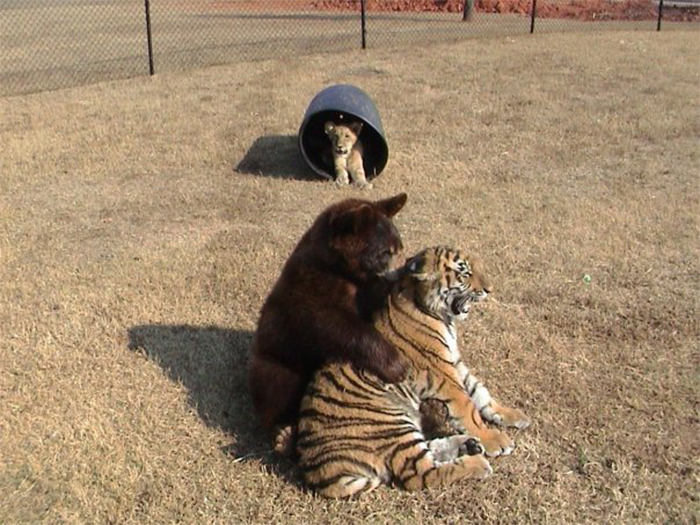 bear lion tiger unique friendship