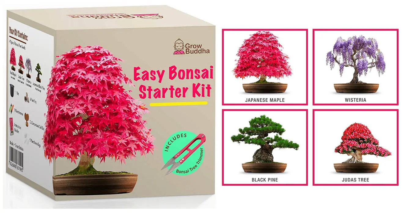 bonsai tree kit